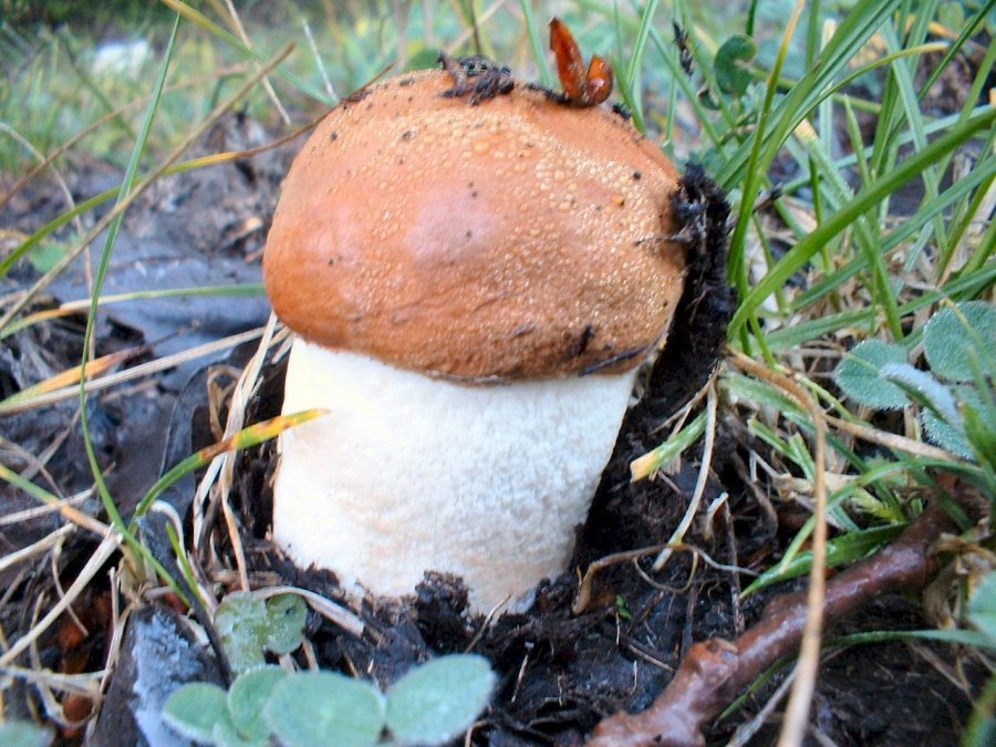 primi ritrovamenti